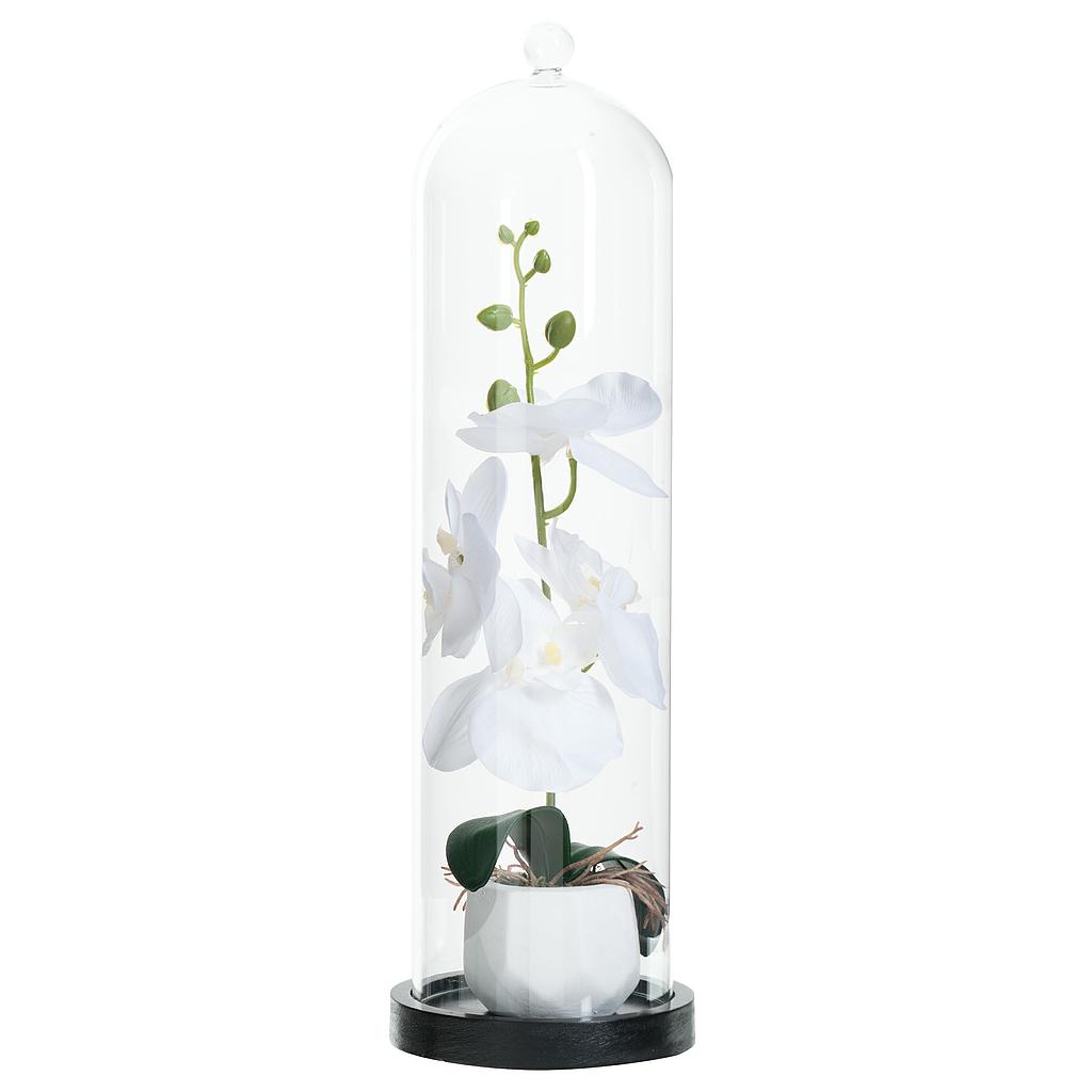 Orchidee cloche vr h40