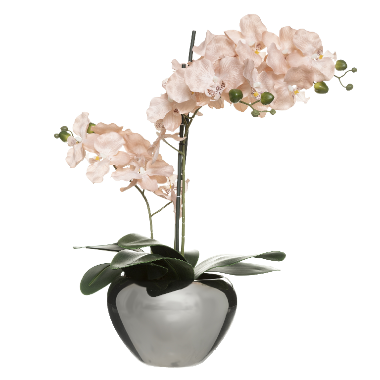 Orchi rose pot Argent H57cm