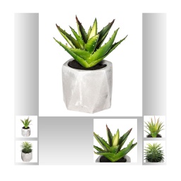 [114760] Plante grasse geom ciment D7xH14cm