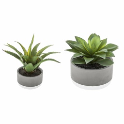 [155711] Plante grasse pot cim bico